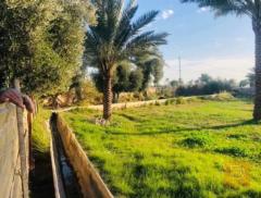 4 دونم أرض زراعية في الشيخ عامر التاجي للبيع في بغداد