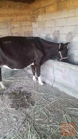 هاشة خشنة للبيع في البصرة
