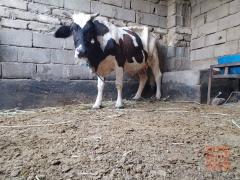 حيوانة ام ثلاث بطون للبيع في البصرة