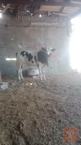 عجل سمين للبيع في ميسان