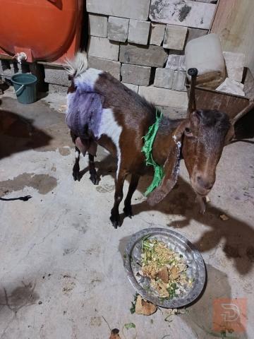 صخله عربيه صاحيه مستعمل للبيع في البصرة