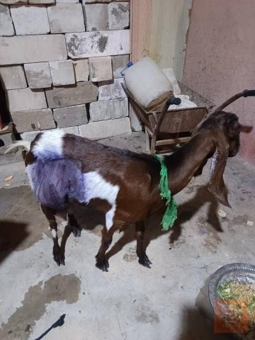 صخله عربيه صاحيه مستعمل للبيع في البصرة