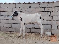 باجير البيع والعدد 2 للبيع في بابل