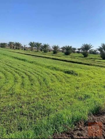 5 دوانم أرض زراعية في تاجي للبيع في بغداد