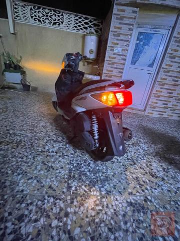 سكنس فحل كابريتر جاهز للبيع في بغداد