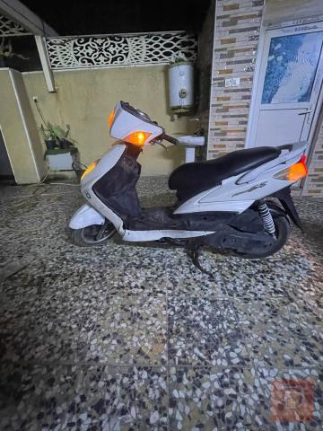 سكنس فحل كابريتر جاهز للبيع في بغداد