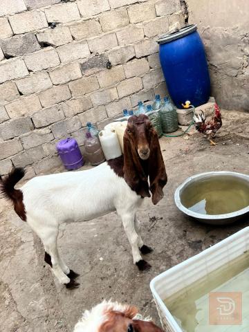 معابير اثنين للبيع في ميسان