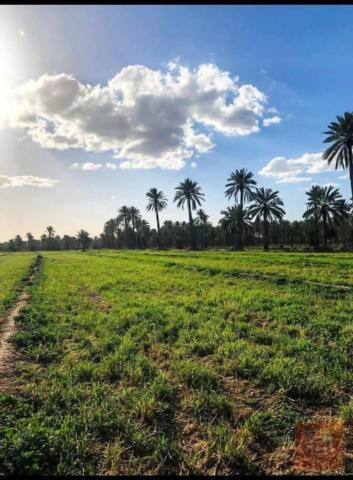 اراضي في منطقة العيساوية 30 دونم للبيع في واسط