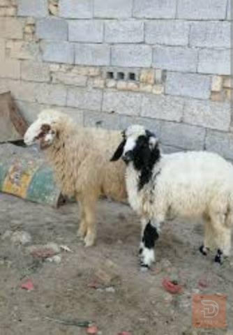 طليان ثنين للبيع في واسط