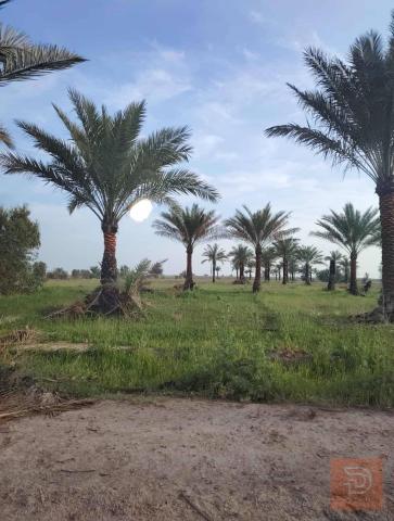 أرض طابو زراعي 4 دوانم في سبع البور للبيع في بغداد