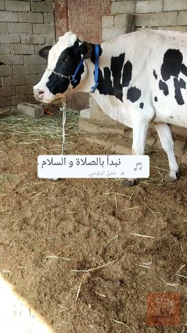 هايش جبه سترالي للبيع في البصرة