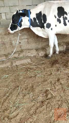 هايش جبه سترالي للبيع في البصرة