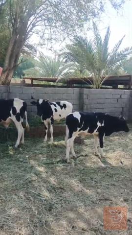7 عجول فريزي بصحة جيدة للبيع في واسط