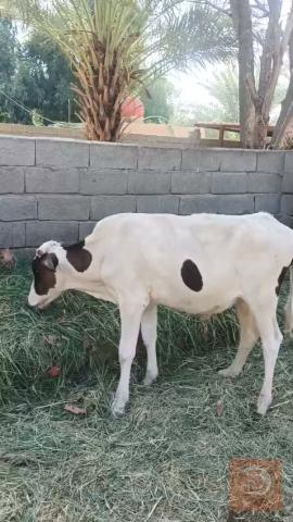 7 عجول فريزي بصحة جيدة للبيع في واسط