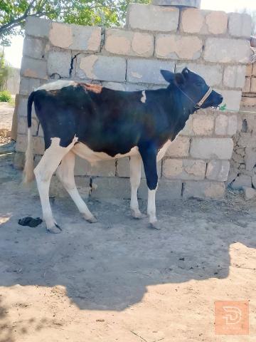 زوج عجول مال رباط للبيع في بابل