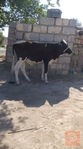 زوج عجول مال رباط للبيع في بابل