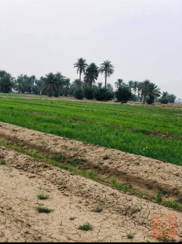 أرض زراعية 45×55 متر للبيع في بغداد