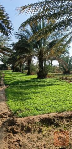 اراضي في التاجي بمساحة 10 دونم للبيع في بغداد