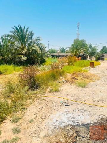 قطعة أرض 1000 متر على طريق الدغارة للبيع في الديوانية
