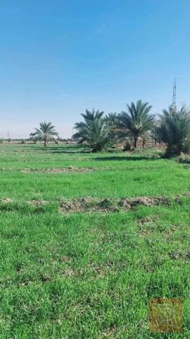 ارض 10 دونم للبيع في بغداد