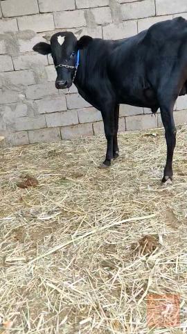 عجول مآل ربط خشنات للبيع في البصرة