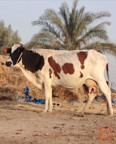 ناقة حلوب دسمة مستعمل للبيع في بابل
