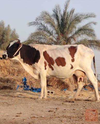 ناقة حلوب دسمة مستعمل للبيع في بابل