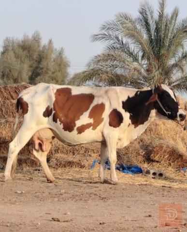ناقة حلوب دسمة مستعمل للبيع في بابل