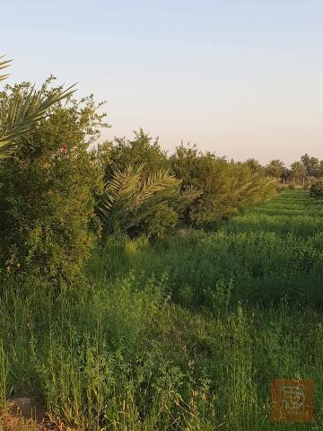 دوانم زراعية طابو سند للبيع في بغداد