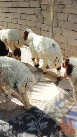 طليان ذكور وإناث سمان للبيع في ذي قار