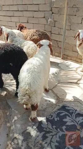 طليان ذكور وإناث سمان للبيع في ذي قار