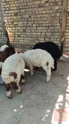 طليان ذكور وإناث سمان للبيع في ذي قار
