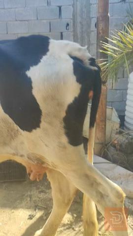 بقرة سمنتال للبيع في البصرة