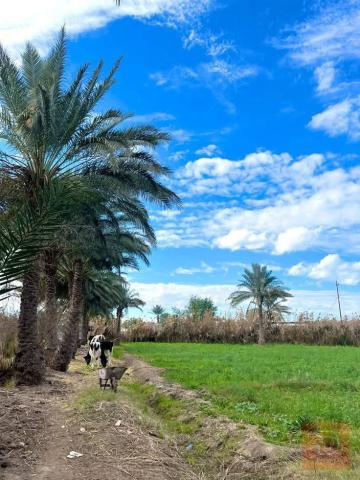 اراضي في التاجي مساحة 80 دونم للبيع في بغداد