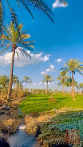 اراضي في التاجي مساحة 80 دونم للبيع في بغداد