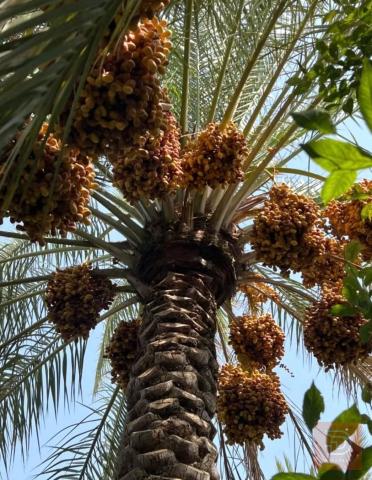 خدمة قص النخيل في كربلاء المقدسة