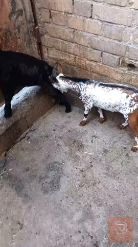 نثية وفحل قزم للبيع في ميسان