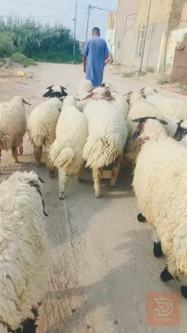 طليان فحله ناصحات ومكفولات مستعمل للبيع في الديوانية