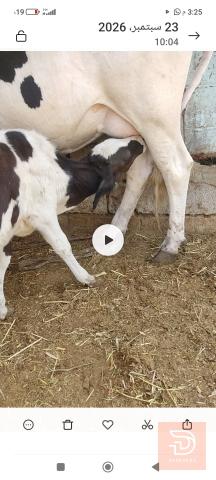 بقر أسترالي للبيع في البصرة
