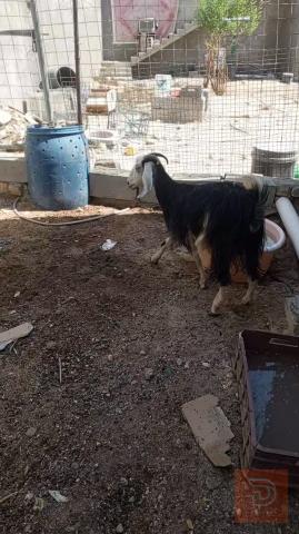 صخلة عربية سمينة للبيع في البصرة