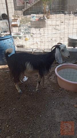 صخلة عربية سمينة للبيع في البصرة