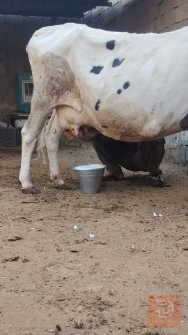 بقا ر في ميسان للبيع