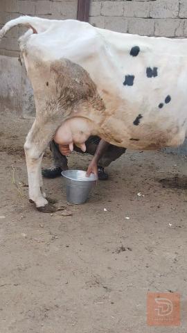 بقا ر في ميسان للبيع