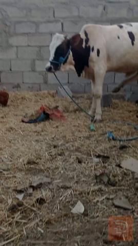 عجول عدد 2 نوعية جيدة للبيع في ميسان