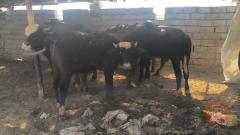 شفوكة سمان كصابة للبيع في البصرة