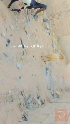 نعجة برية سليمة جديد للبيع في البصرة