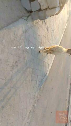 نعجة برية سليمة جديد للبيع في البصرة