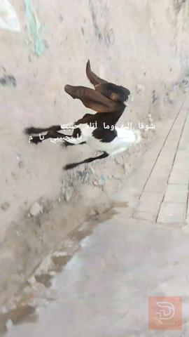 نعجة برية سليمة جديد للبيع في البصرة