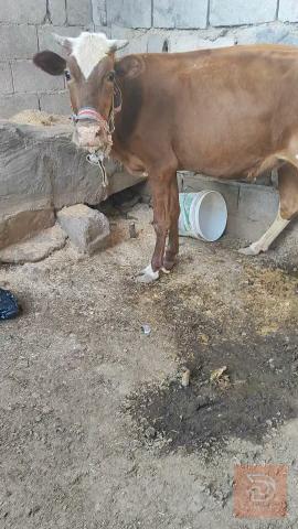 بجره ثاني بطن بخت رعيها ماخضه للبيع في البصرة