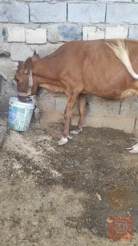 بجره ثاني بطن بخت رعيها ماخضه للبيع في البصرة